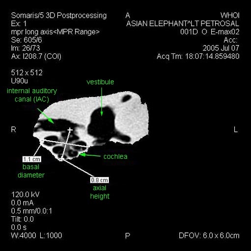 Asian Elephant Cochlea