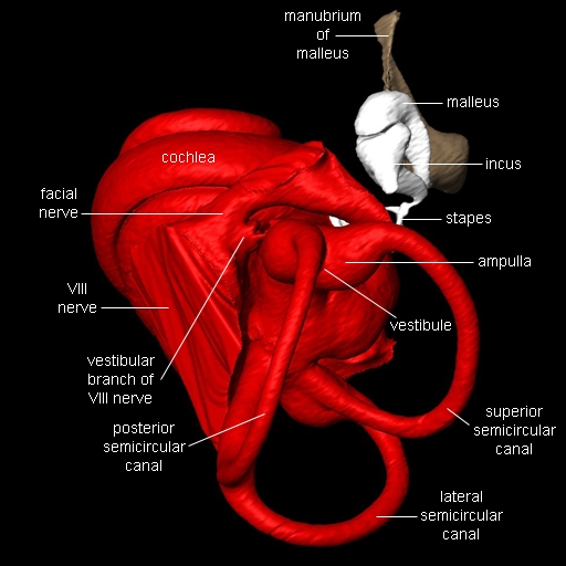 Big Brown Bat Inner Ear