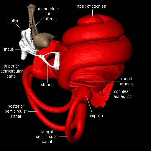 Big Brown Bat Cochlea