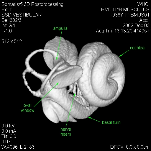 Blue Whale Inner Ear