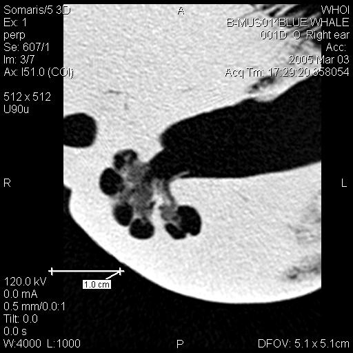 Blue Whale Cochlea
