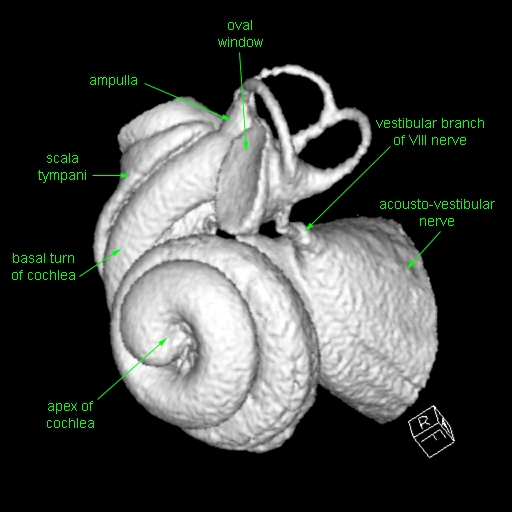 Blue Whale Inner Ear