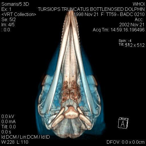 Bottlenose Dolphin Skull