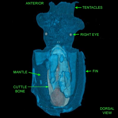 Cuttlefish