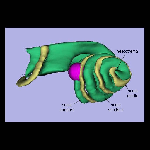 Domestic Cat Cochlea