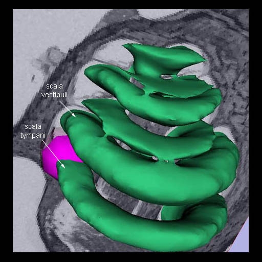 Domestic Cat Cochlea