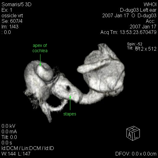 Dugong Inner Ear