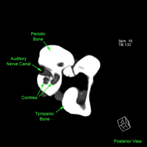 Dwarf Sperm Whale Cochlea