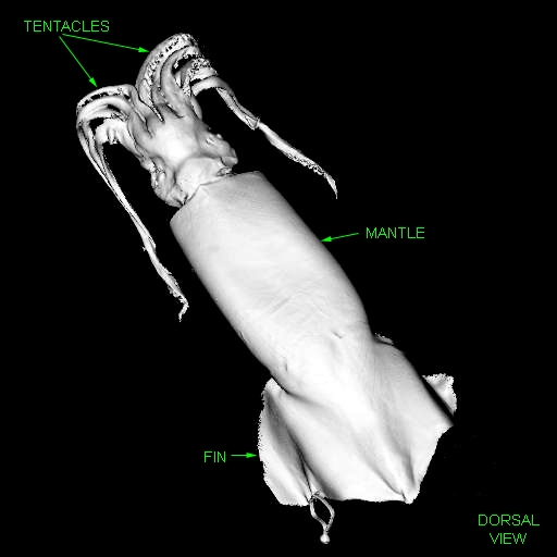 Humboldt Squid