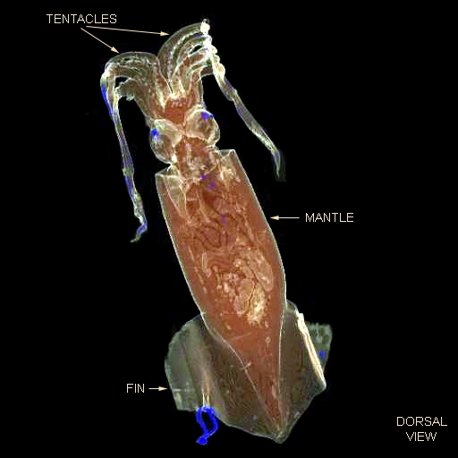 Humboldt Squid