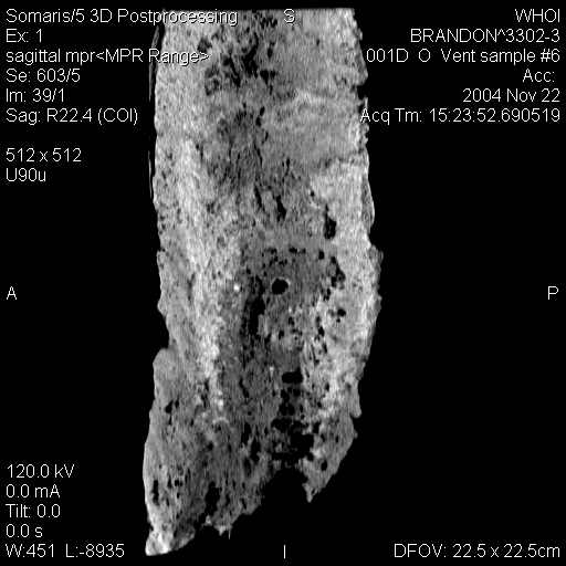 Hydrothermal Vent Section