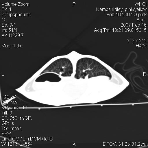 Kemps Ridley Sea Turtle Lungs