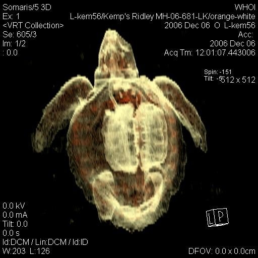 Kemps Ridley Sea Turtle Lungs