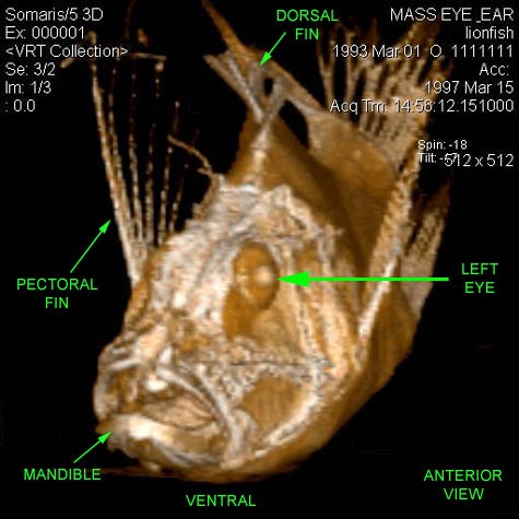 Lionfish