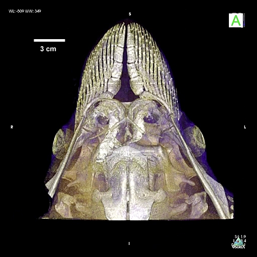 Spotted Eagle Ray Skull