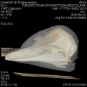 Bottlenose Dolphin Skull