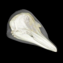 Bottlenose Dolphin Skull