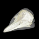 Bottlenose Dolphin Skull