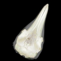 Bottlenose Dolphin Skull