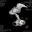 Dugong Inner Ear