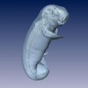 Dugong Fetus