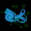 Human Inner Ear