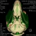 Finless Porpoise Jaw Fats and Skull