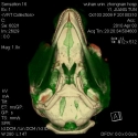 Finless Porpoise Jaw Fats and Skull