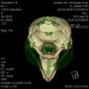 Finless Porpoise Jaw Fats and Skull