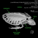 Kemps Ridley Sea Turtle Skeleton