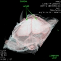 Loggerhead Sea Turtle Lungs