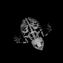 Loggerhead Sea Turtle Skeleton