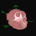 Pigtail Macacque Skull