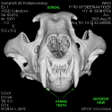 Siberian Tiger Skull