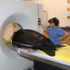 Postmortem Leatherback Sea Turtle Scan
